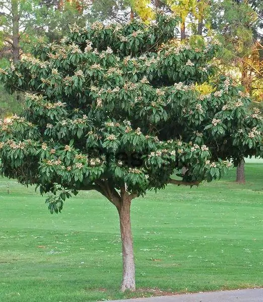 Eriobotrya japonica 120+ cm